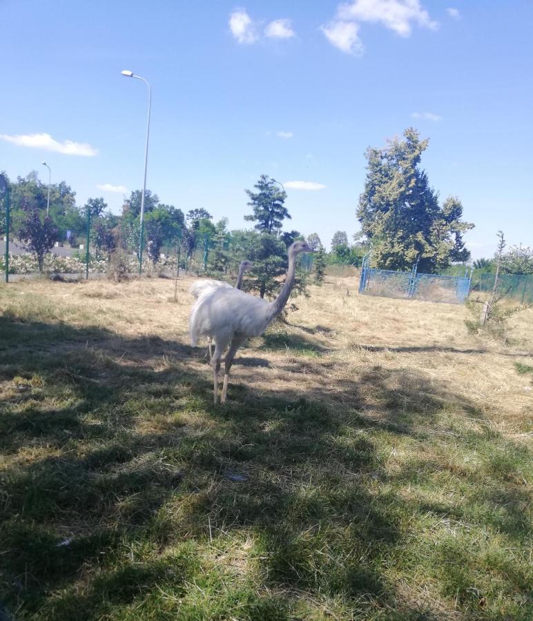 Zasutowo Hotel Greys Polonia מראה חיצוני תמונה